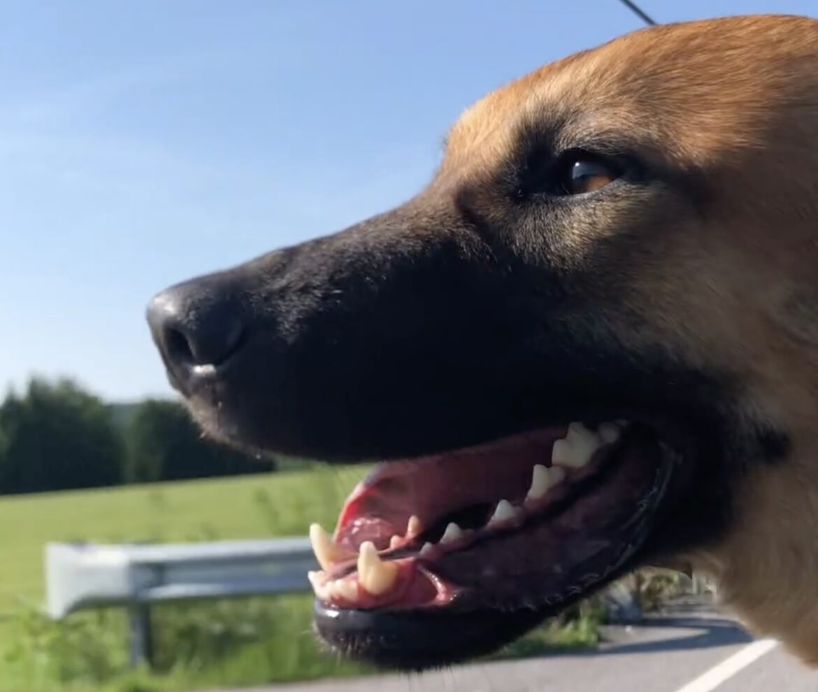 Ridin’ With the Trio: Truck Travel With Dogs