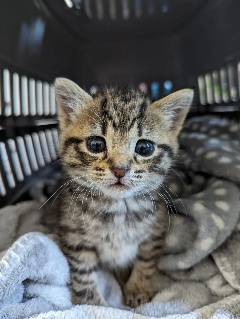 RSPCA Appeals for Information After Kittens Found Tied Up in Bags and Dumped in Bin