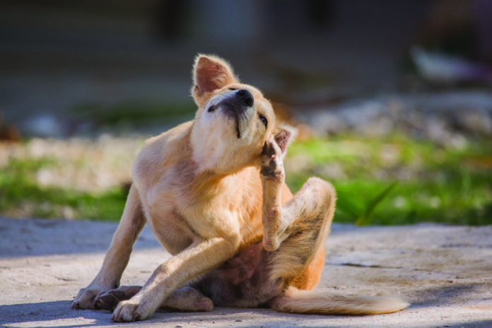 Should You Use Monistat for Your Dog’s Ear Infection? (No, Use This Instead!)