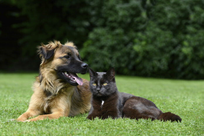 The Most Common Endocrine Diseases in Dogs and Cats — Part 2