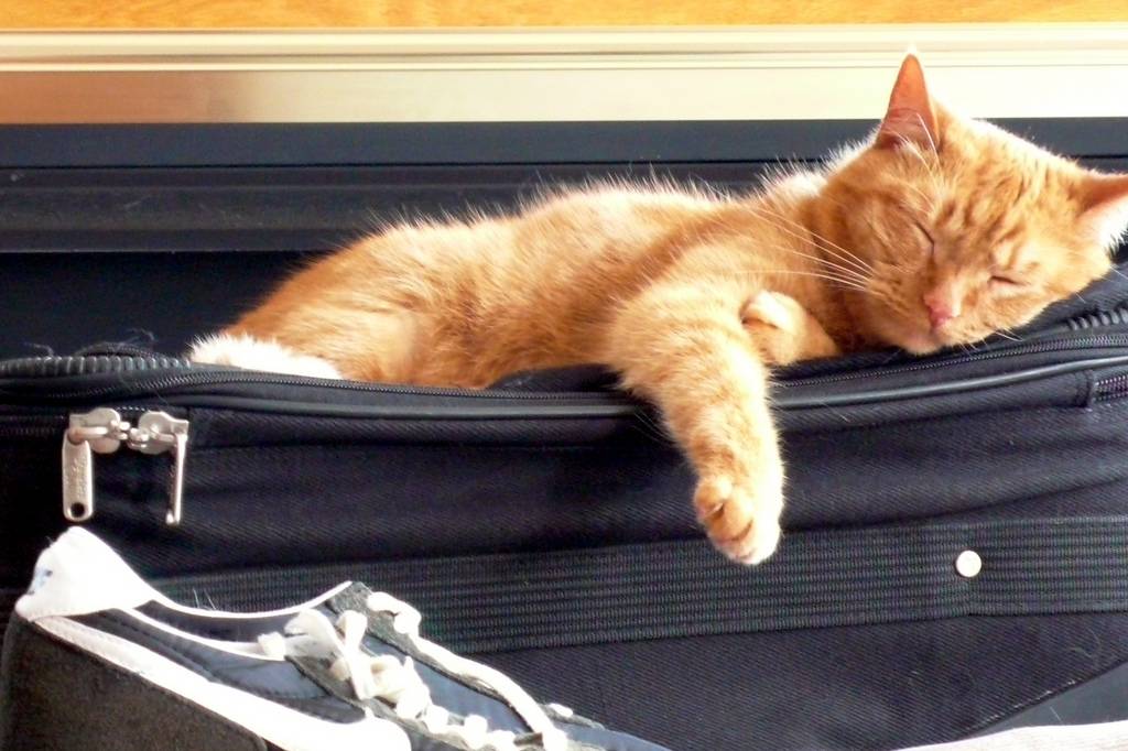 Tips for Stress-Free Traveling with Pets: Advice from PDSA Vets and Pet Insurance