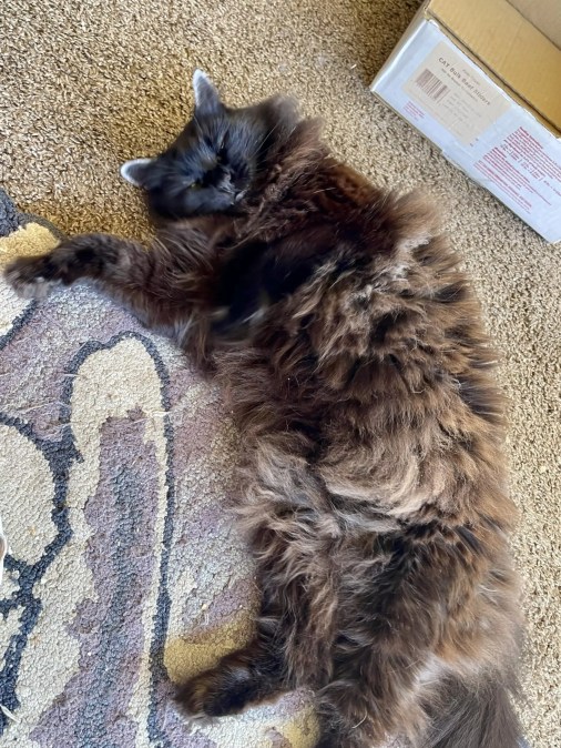 Tummy Rub Tuesday Week 498: Submit Your Cat Photos for a Chance to be Featured on Katzenworld