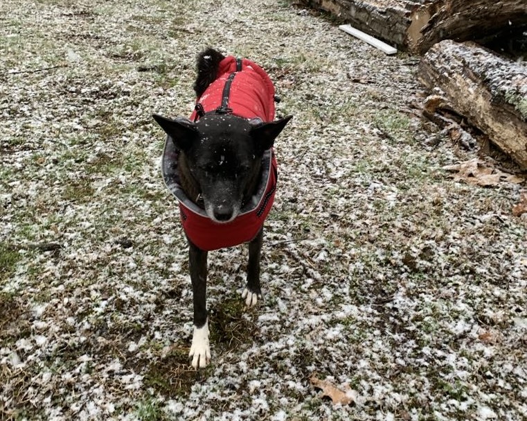 How Did My Tropical Dogs Handle Snow? Adapting to a New Environment