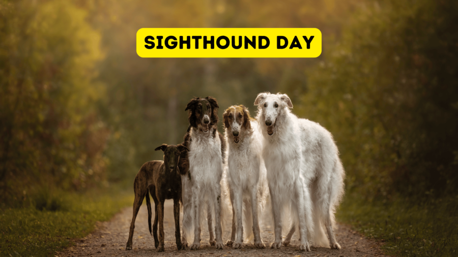 Sighthound Day