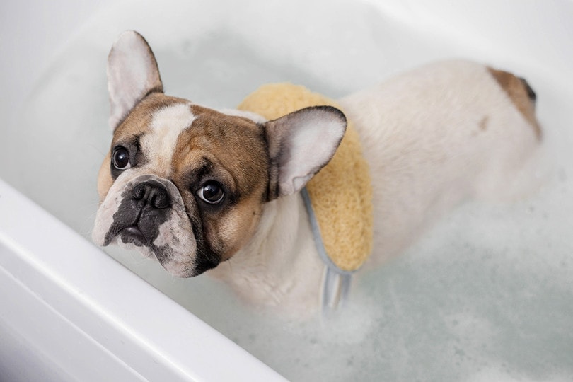 9 Best Oatmeal Shampoos for Dogs in 2024 – Reviews & Top Picks