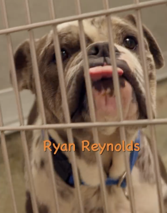 Adopt a Ryan Reynolds? Rescue Shelter Renames Pets to Boost Adoptions on Actor’s Birthday