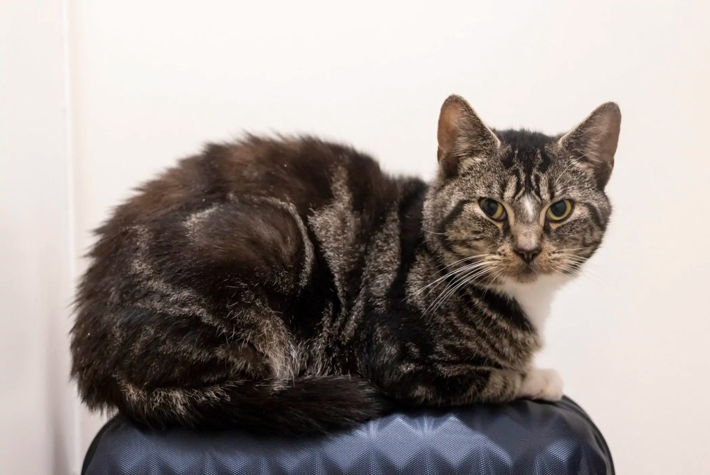 Cat skewered in chest by bamboo saved by PDSA Vets