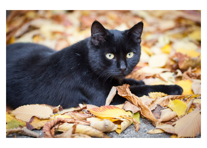 Debunking Myths about Black Cats: PDSA Vets Share the Truth about these Mysterious Feline Friends