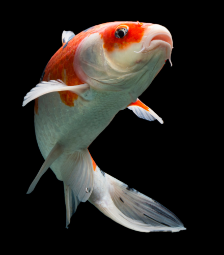 Exploring the Exotic World of Koi Betta Fish inThailand: A Guide for Enthusiasts & Collectors