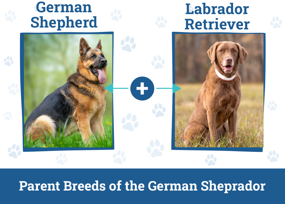 German Sheprador Dog Breed: Info, Pictures, Temperament & Traits