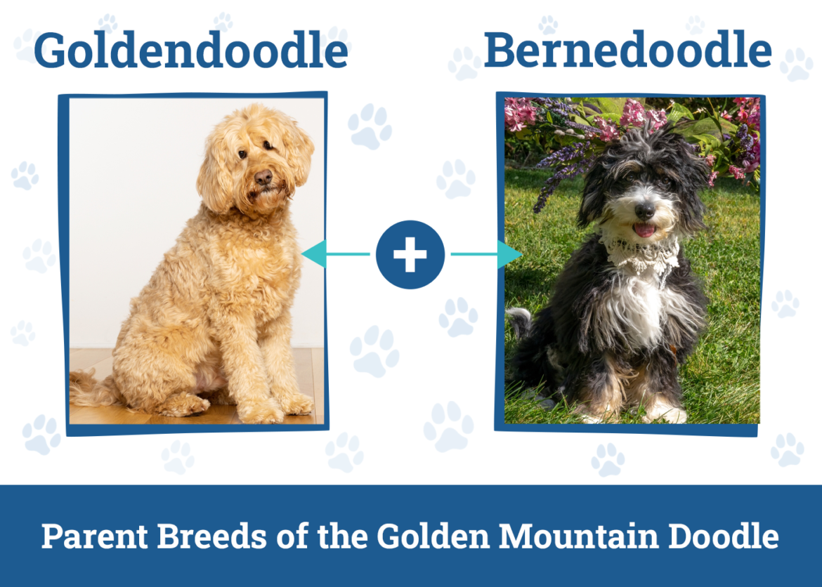 Golden Mountain Doodle Dog Breed: Info, Pictures, Care & Facts