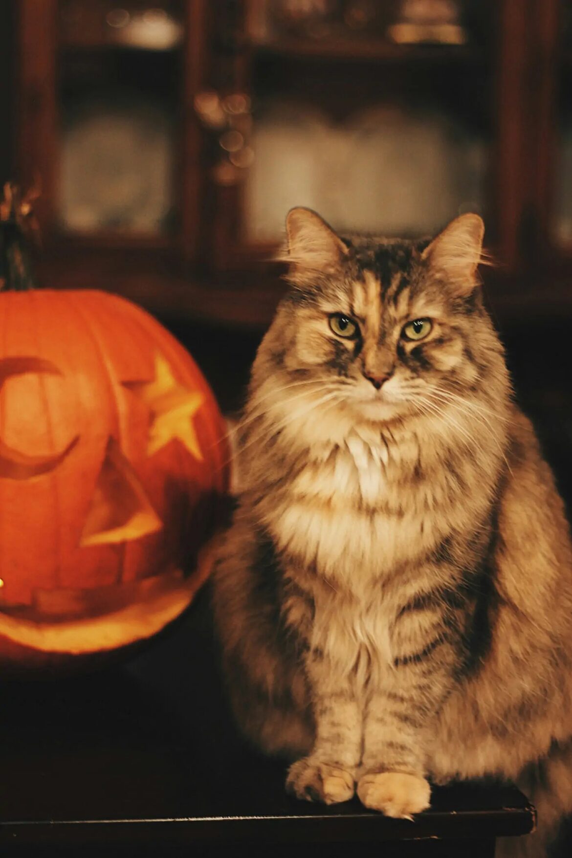 How to avoid spooking your cat at Halloween