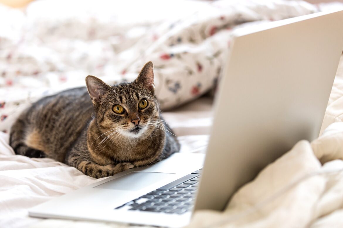 iCatCare Launches Cat Behaviour Course for Feline Wellbeing