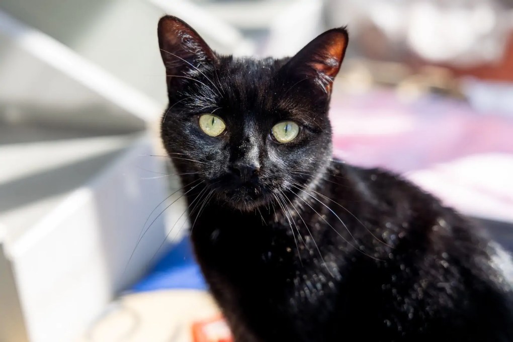 New figures reveal black cats are THREE TIMES more likely to come into RSPCA care