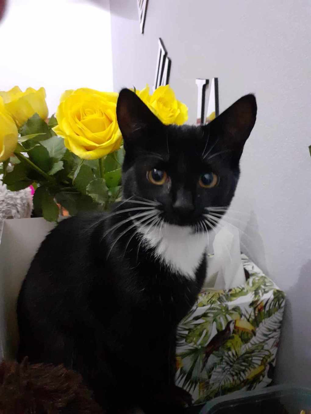 Raising Awareness of the Dangers of Dark Nights for Cats: PDSA Shares Lucky Cat’s Story