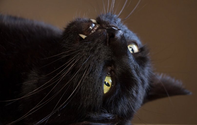 Surprising Facts About Black Cats: Debunking Myths and Embracing Their Positive Qualities