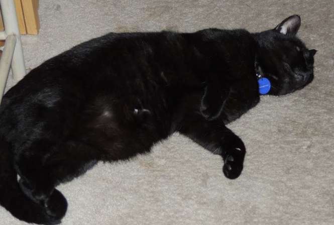 Tummy Rub Tuesday: Meet the Featured Cats and Join the Fun!