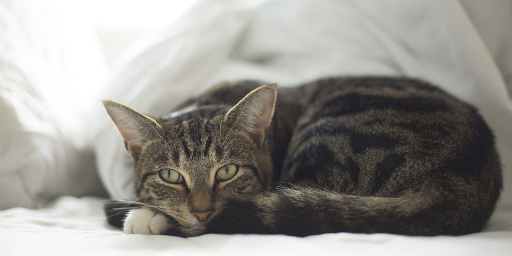 Understanding Pica in Cats: Causes, Symptoms, and Solutions