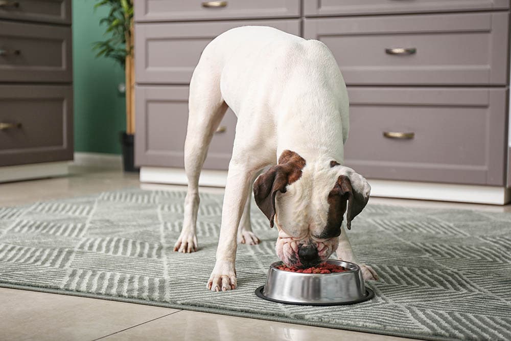 19 Best Dog Foods in 2024 – Reviews & Top Picks