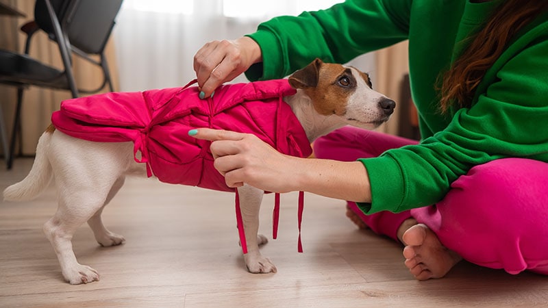 6 Best Anxiety Vests for Dogs in 2024 – Reviews & Top Picks