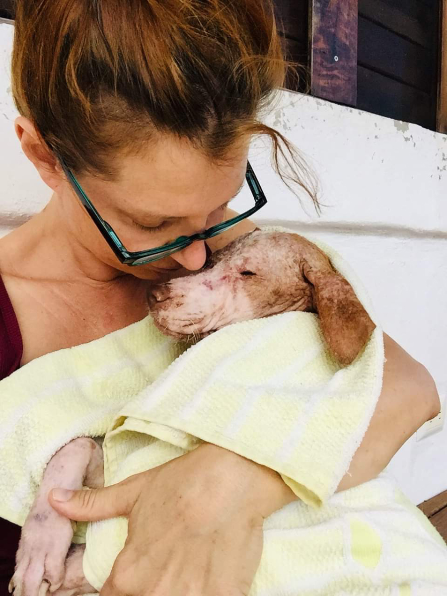 Beach Dog Rescue Surpasses 7,000 Spay/Neuter Milestone in Yucatan, Mexico