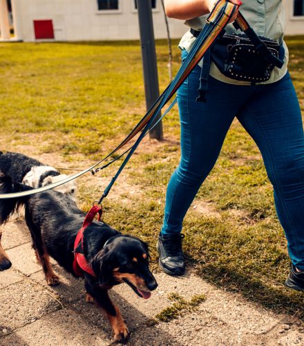 How to choose a Dog Walker?