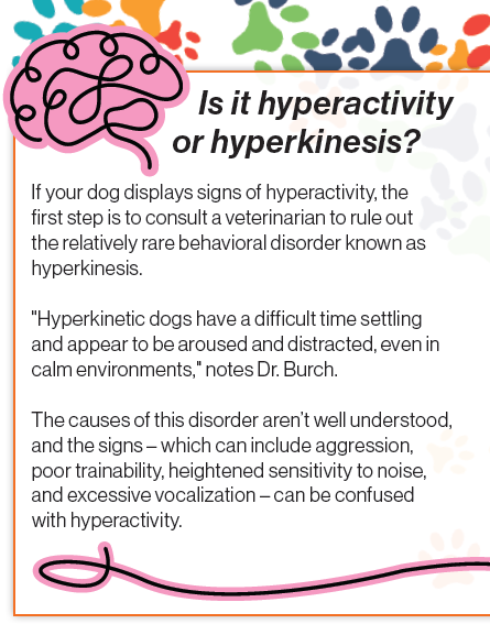 Hyperactivity in dogs – is it the same as ADHD?