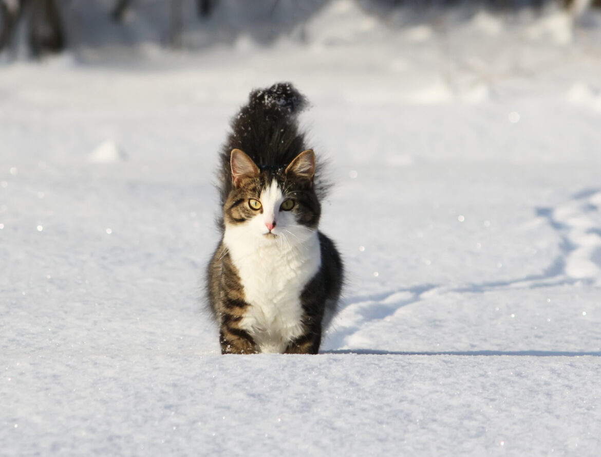 Protect Your Pet: PDSA Urges Motorists to Prevent Anti-Freeze Poisoning