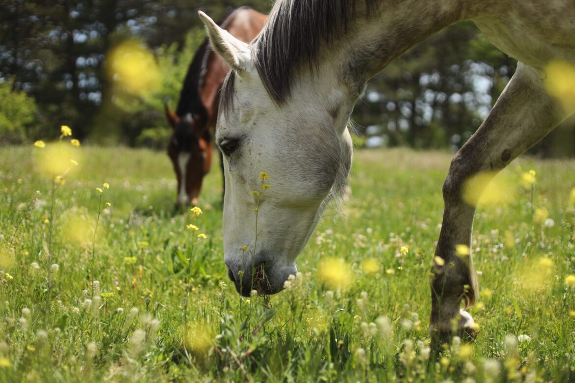 The Ultimate Guide to Forage-Based Diets for Horses: Benefits, Tips, and Homeopathy