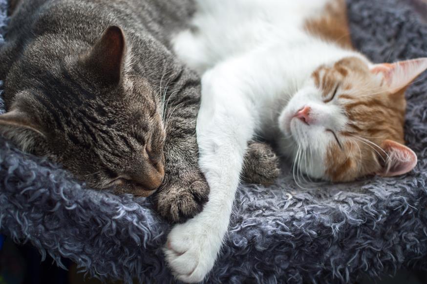 Top Tips for Keeping Your Cat Warm and Comfortable During Colder Months