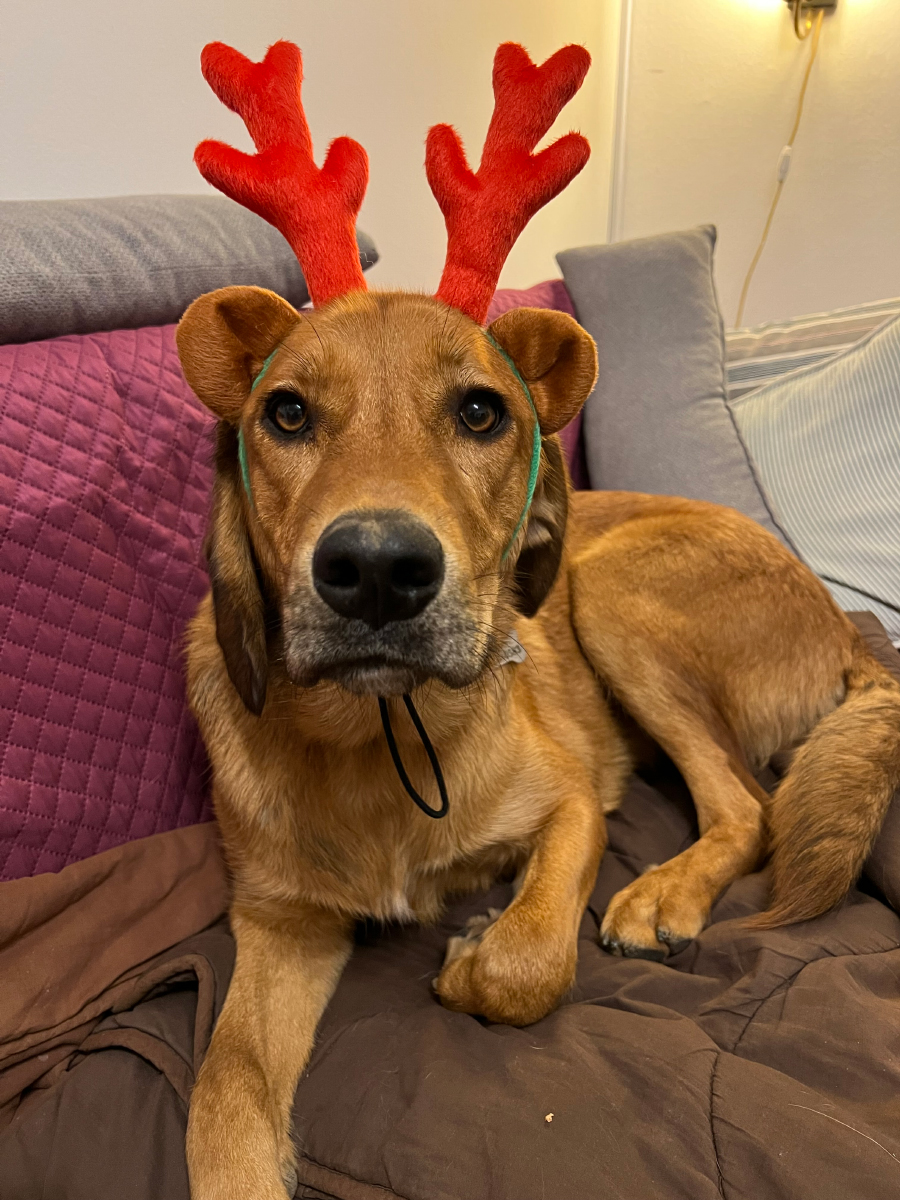 Dogs And Christmas: Is Lava a Grinch?