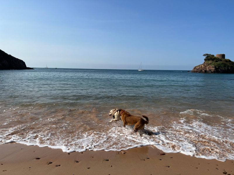 Dogs and Sandy Beaches: Lava’s Visit to Jersey