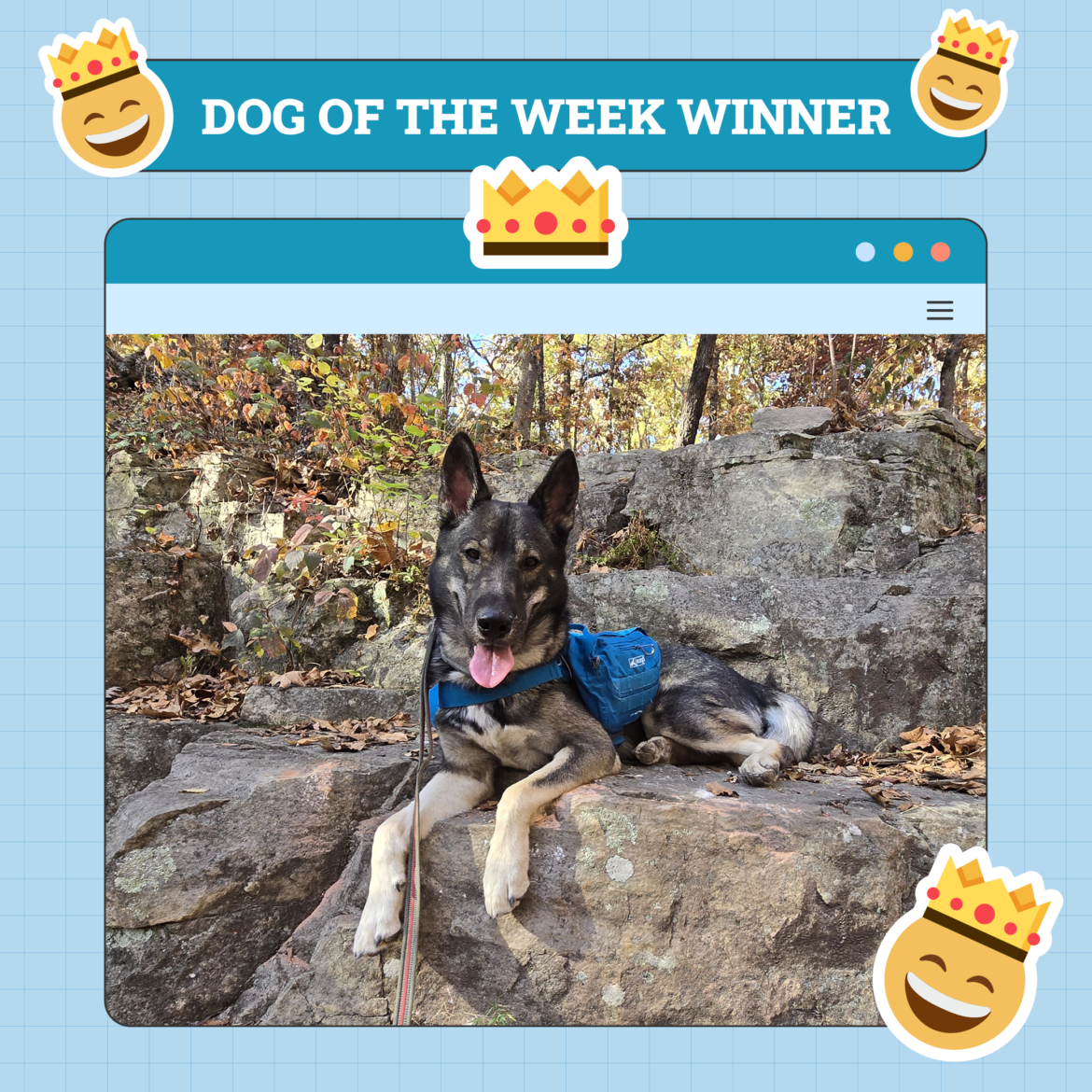 Dogster Photo Contest: Dogs of the Week Winners (December 19, 2024)