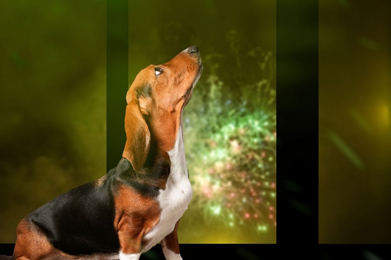 Happy New Year’s Eve From Dogster – How to Keep Your Dog Safe During Fireworks