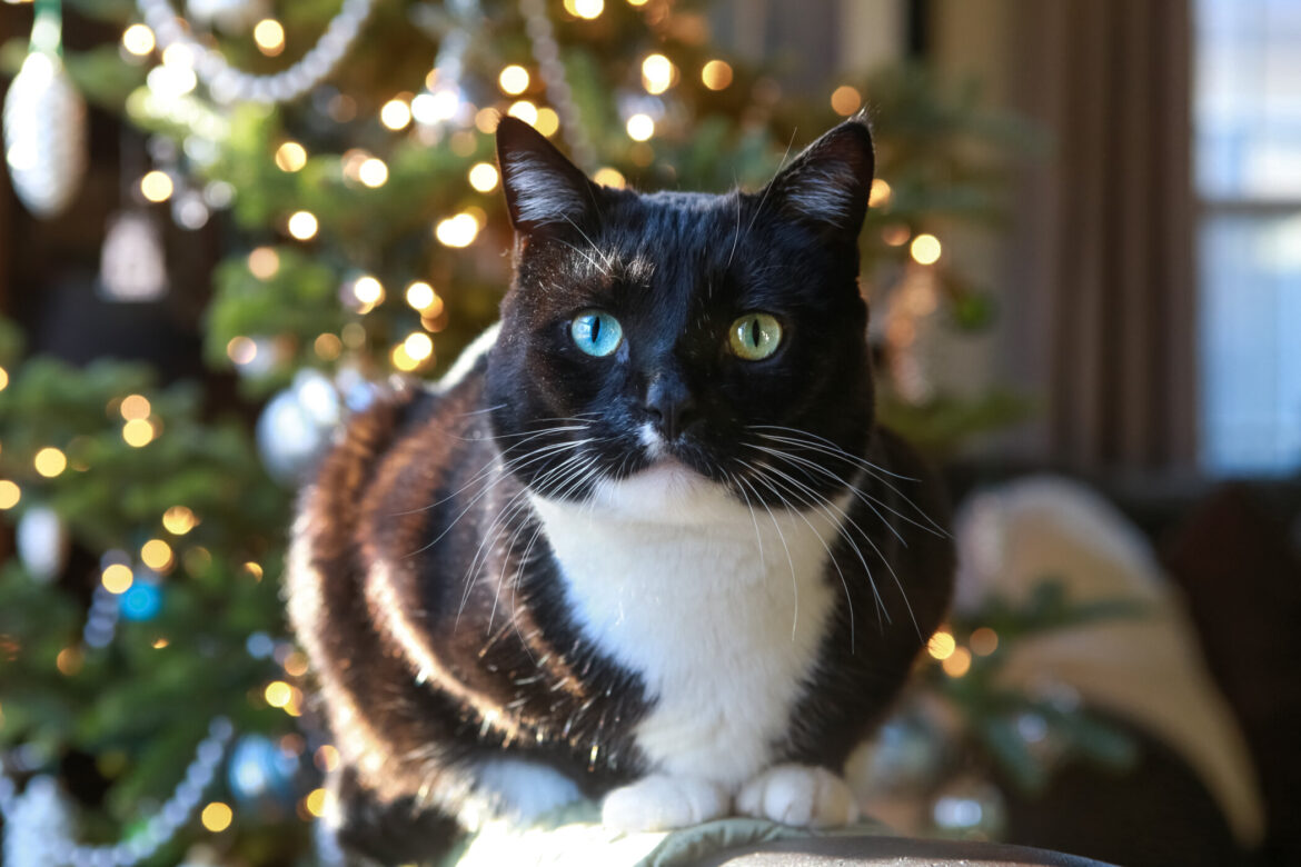 How to Pet-Proof Your Christmas Tree for Cats and Dogs