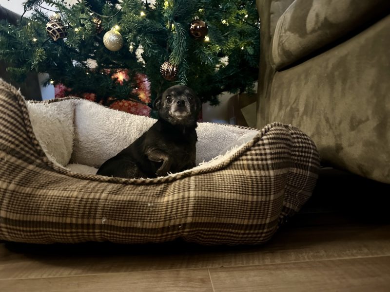 Merry Woof-Mas! How the Wednesday Dogs of Dogster Celebrate Christmas