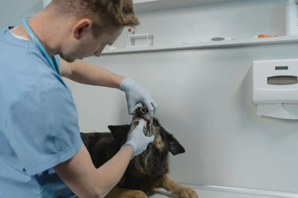 Preventing Dental Problems in Senior Pets: Special Considerations and Care Tips