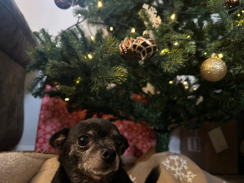 The 12 Days of Christmas If Written by Dogs