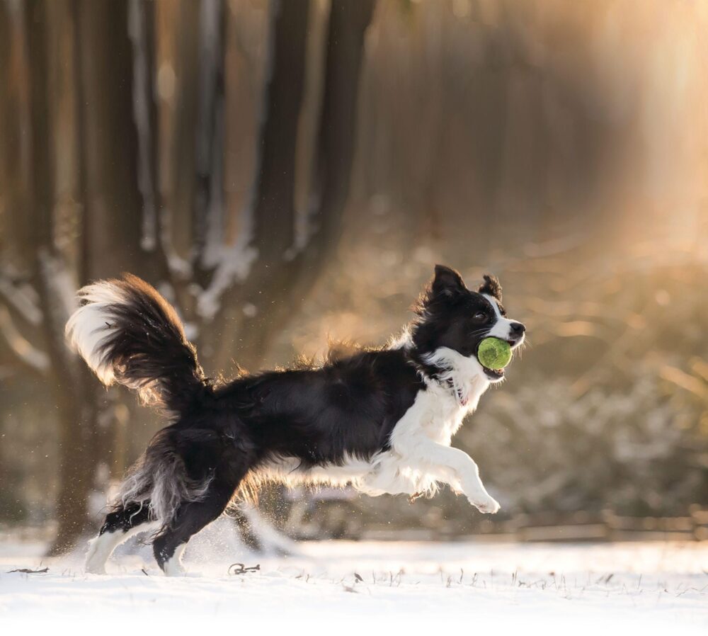 Ashwagandha for pets’ seasonal health 