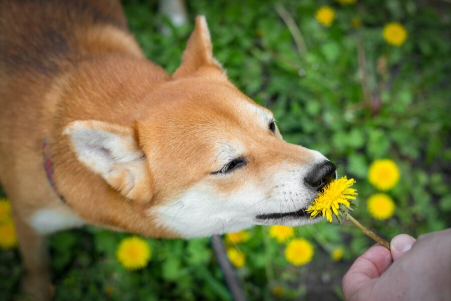 Ayurvedic Dosha Balancing in Dogs