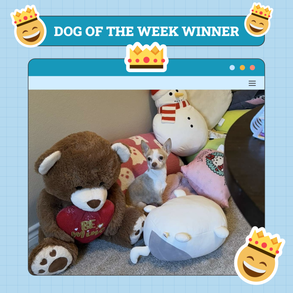 Dogster Photo Contest: Dogs of the Week Winners (Jan 30, 2025)