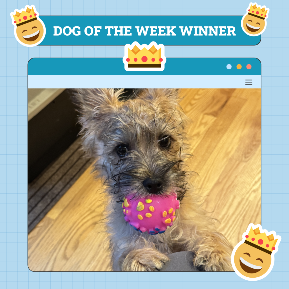 Dogster Photo Contest: Dogs of the Week Winners (Jan 9, 2025)