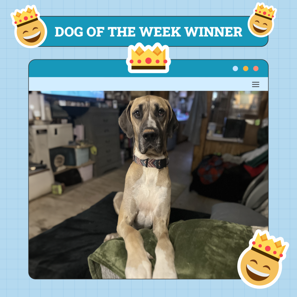 Dogster Photo Contest: Dogs of the Week Winners (January 2, 2025)