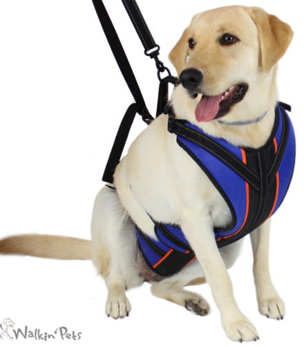 Harness vs. Wheelchair: Which Mobility Aid is Best for Your Dog?