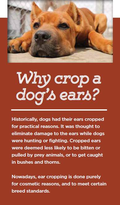 How ear cropping in dogs affects health and behavior