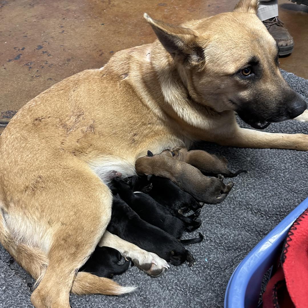 Mama Dog Shot 4 Times While Protecting Her Newborn Puppies – A Story of Love, Resilience & Survival