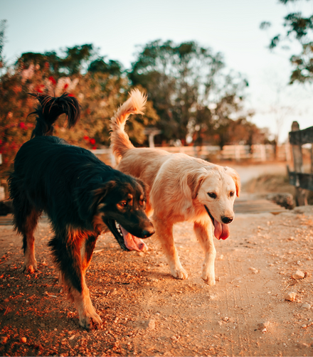 Pet Boarding with Love: A Cozy Home for Your Furry Friend