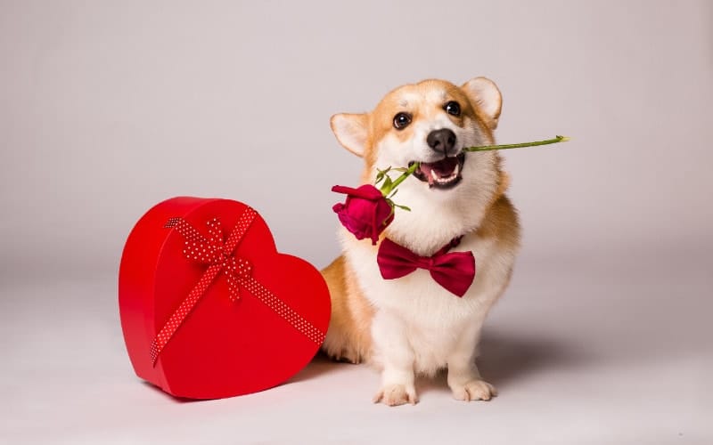 10 Great Valentine’s Gifts for Dogs in 2025