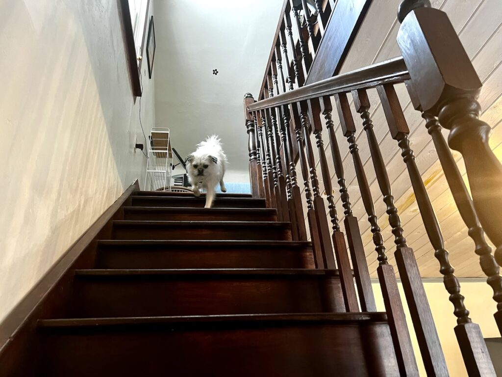 Dogs and the Big Bad Stairs: Gizmo Conquers His Fears