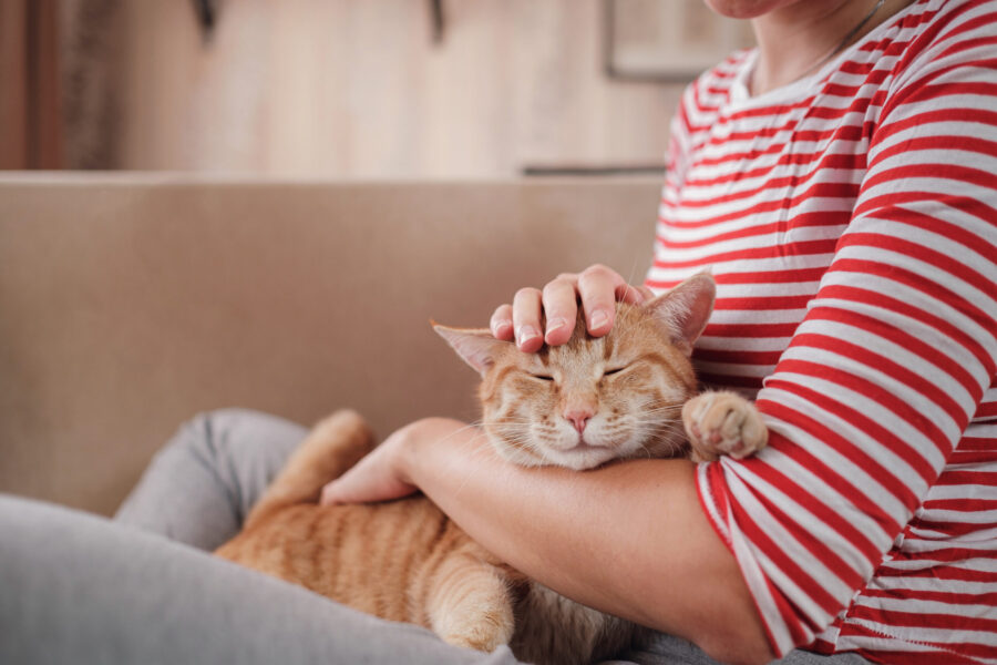 The Rule of Three: A Guide to Helping Cats Settle In After Adoption